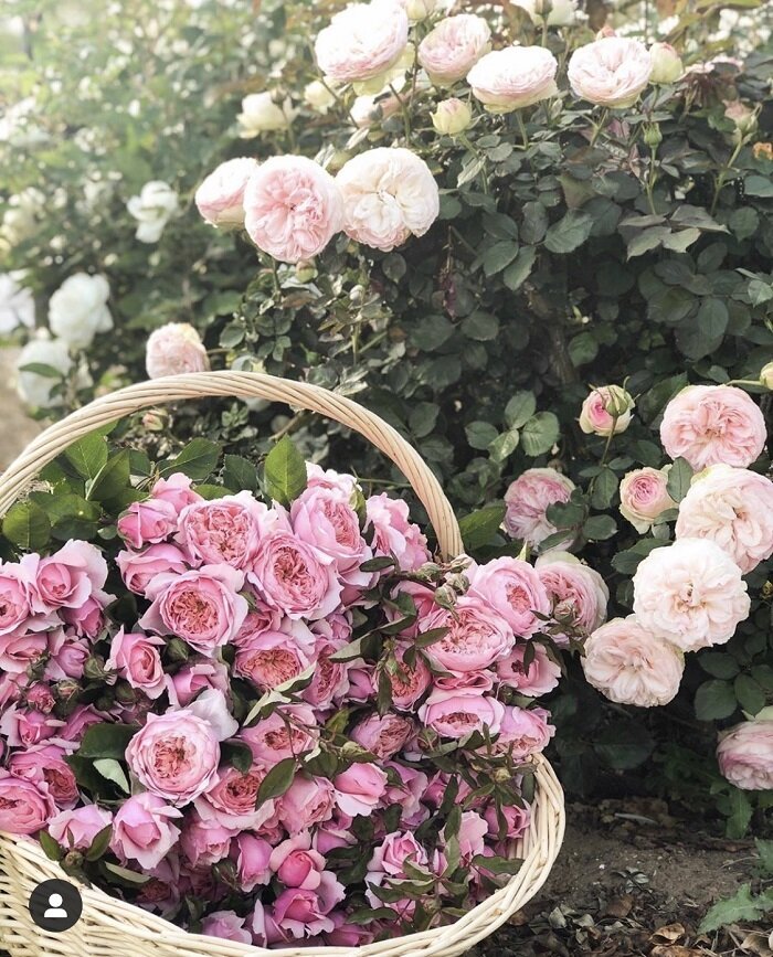 garden-roses-pink-white-